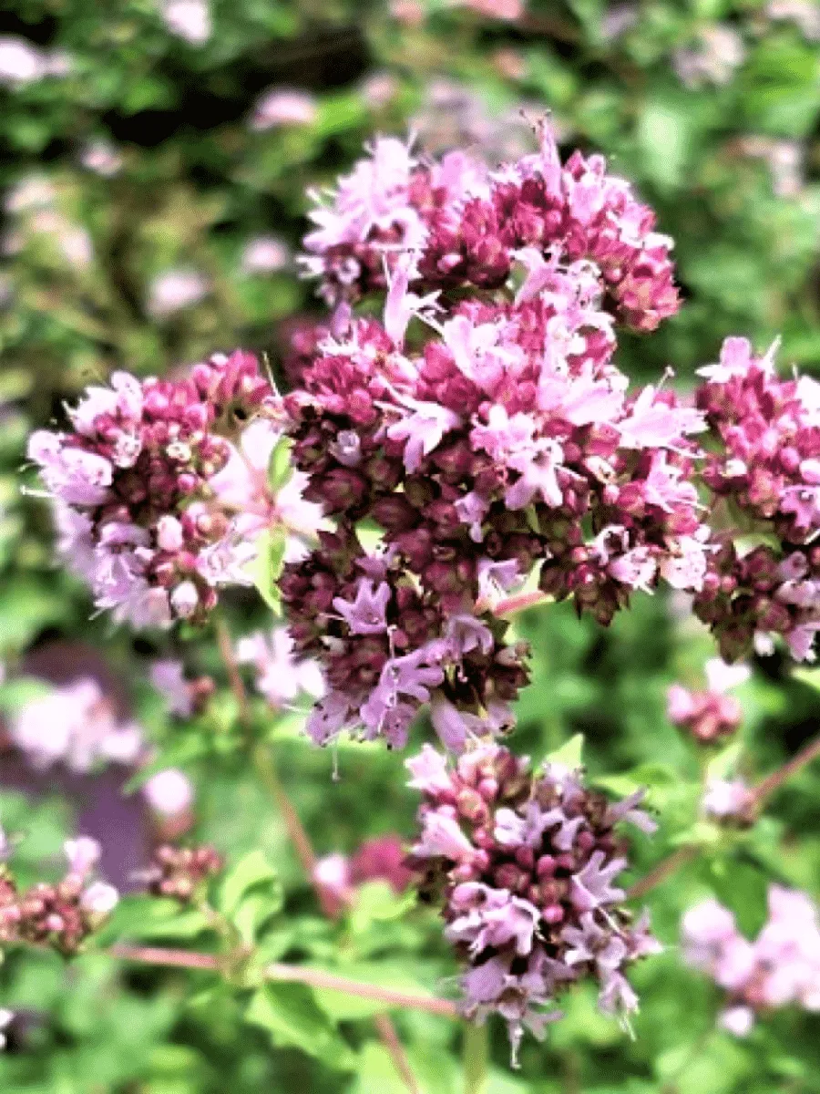 Душица обыкновенная Poncho Cascata