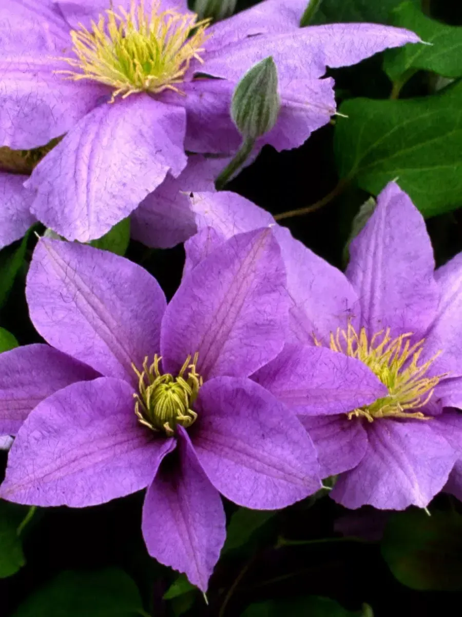 Клематис Solina