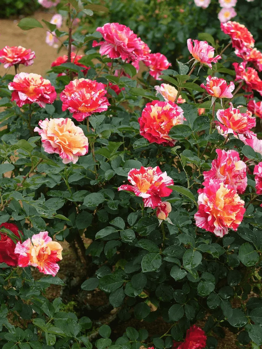 Роза Чайно-гибридная Maurice Utrillo