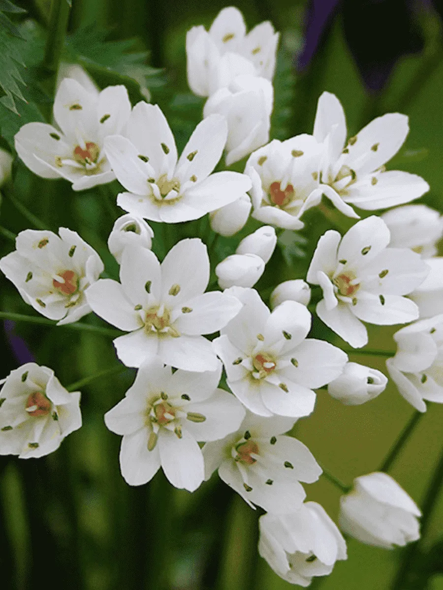 Лук декоративный Cowanii Лук декоративный Cowanii