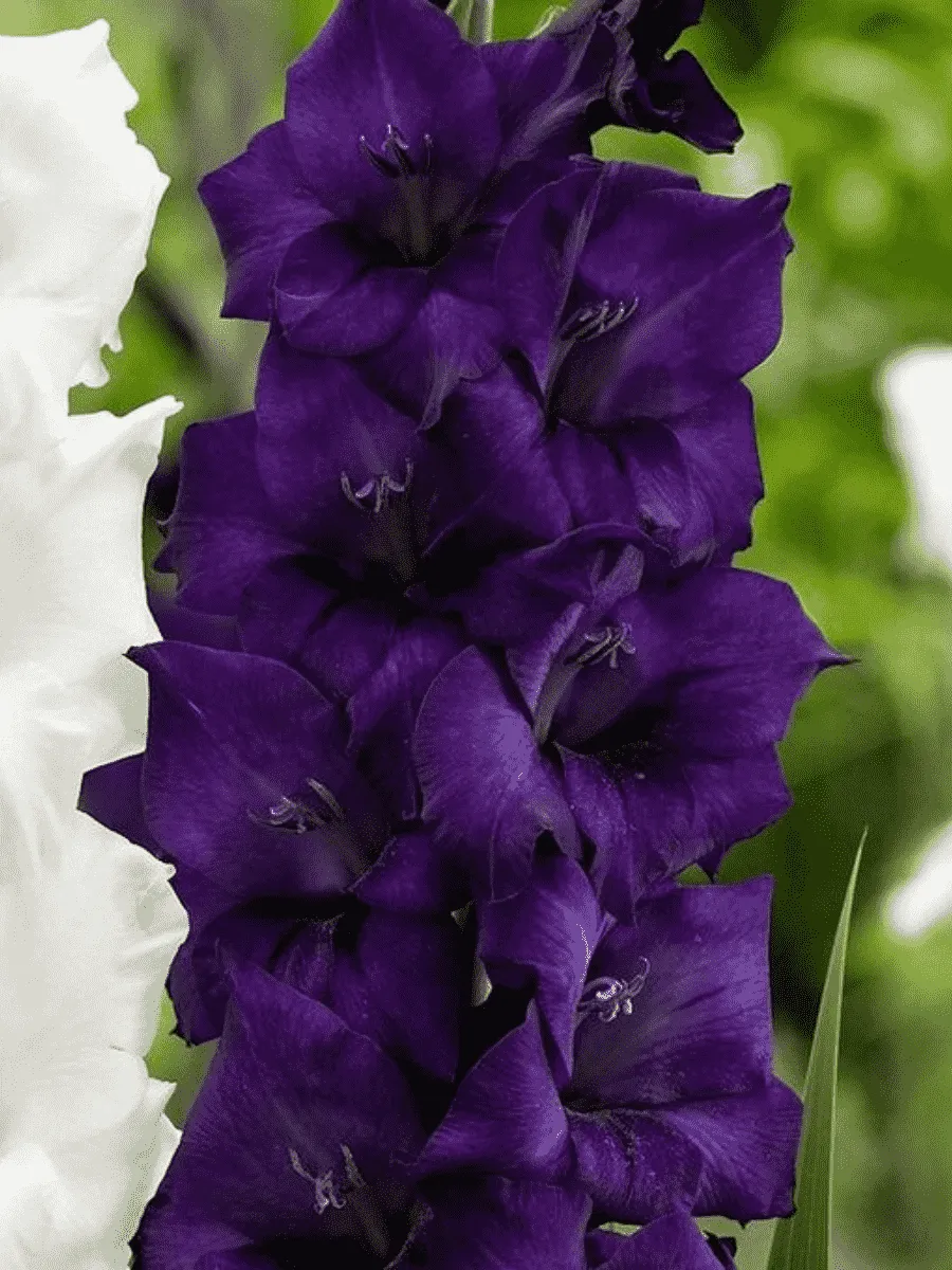 Гладиолус Purple Flora