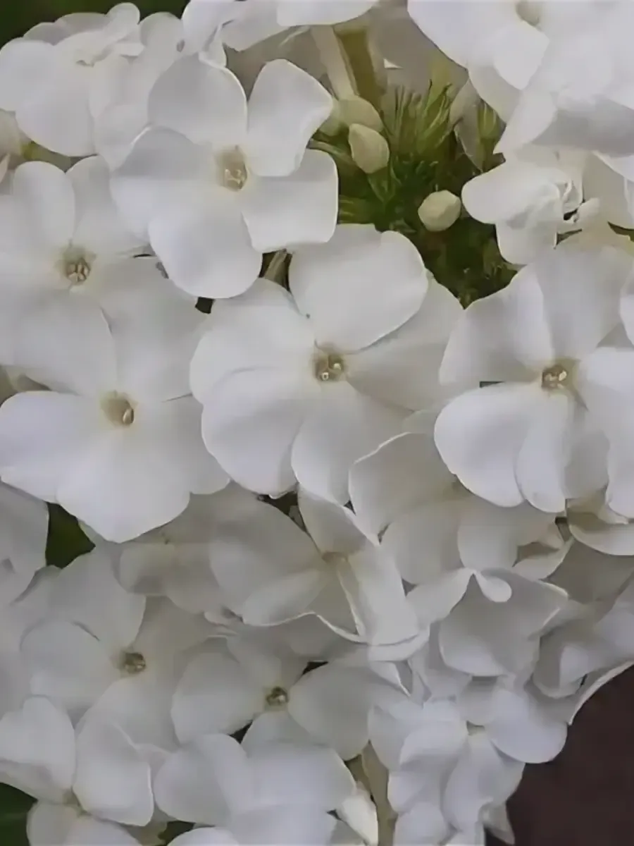 Флокс метельчатый Rembrandt