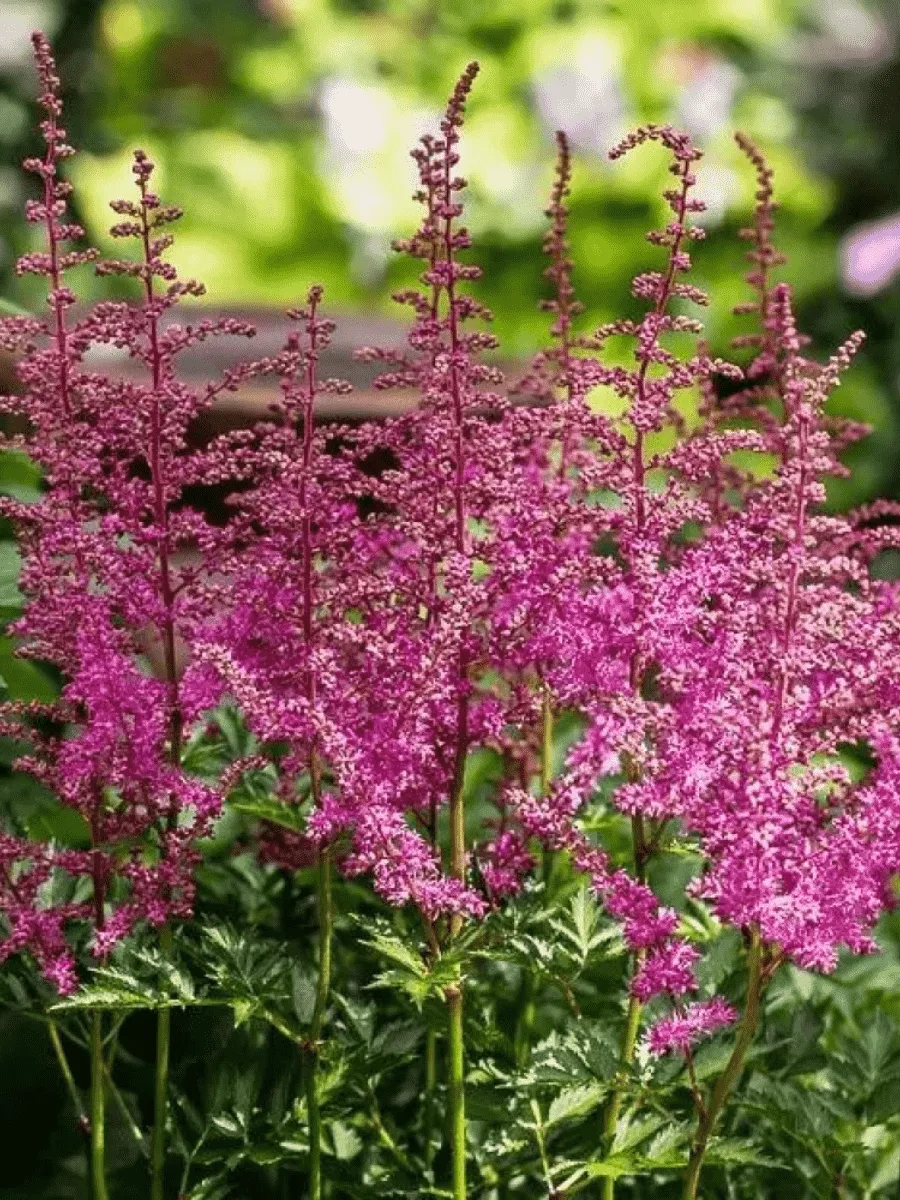 Астильба гибридная You and me Always