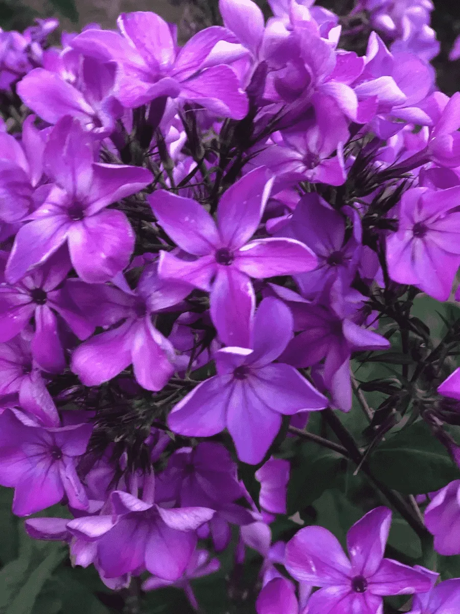 Флокс Гуслица