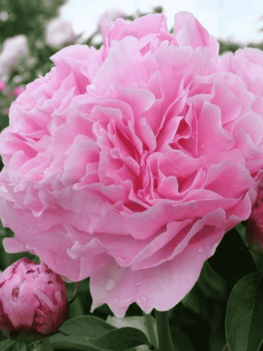 Пион Молочноцветковый Miss Eckhart