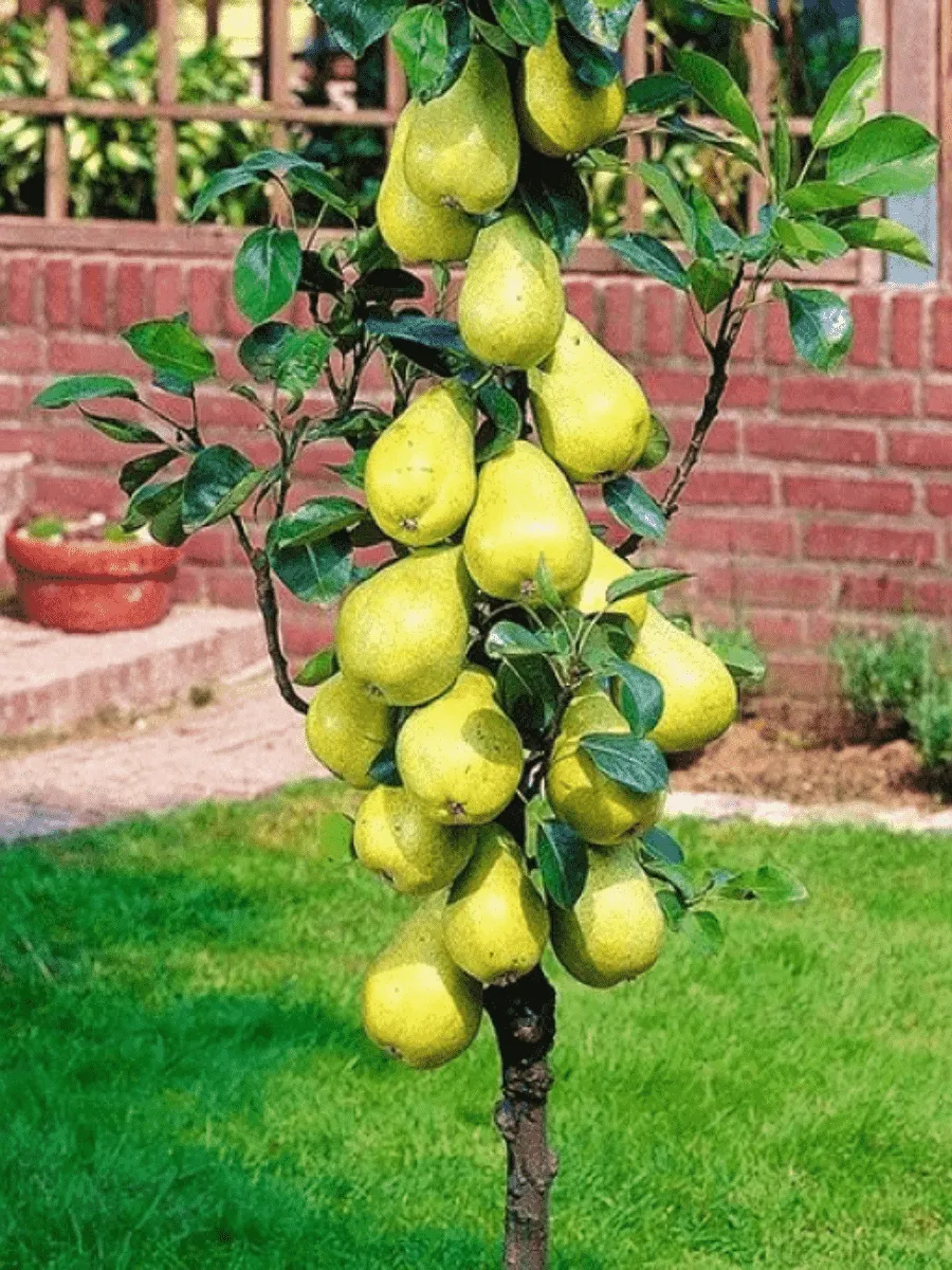 Груша Г-5 (колоновидная) Груша Г-5 (колоновидная)