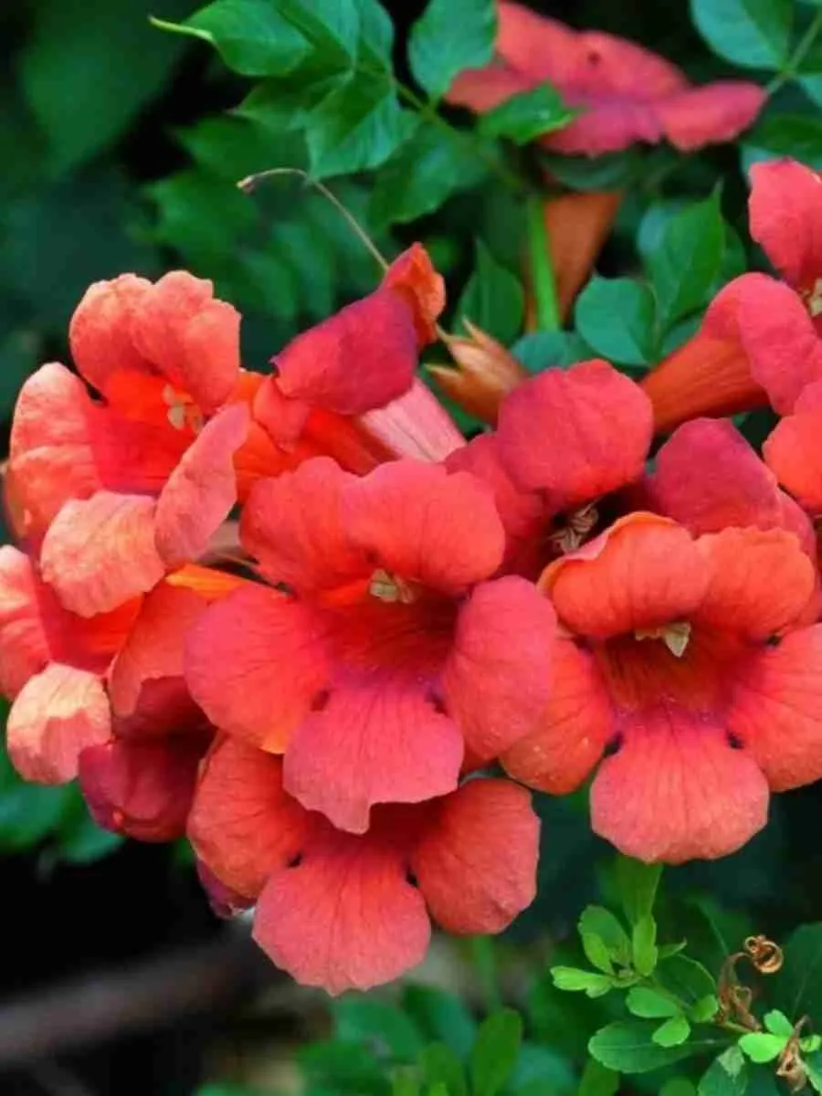 Кампсис укореняющийся Gabor Кампсис укореняющийся Gabor