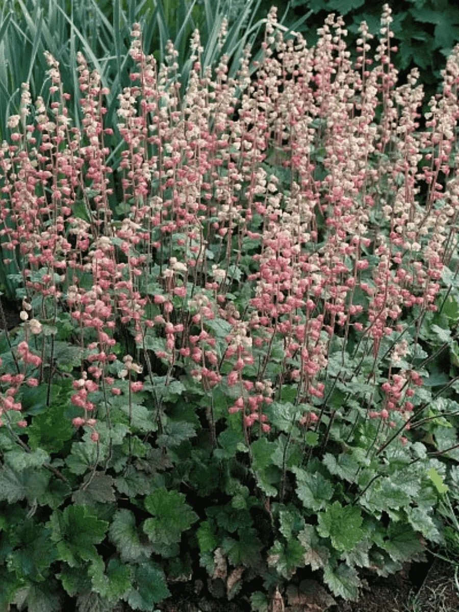 Теллима крупноцветковая