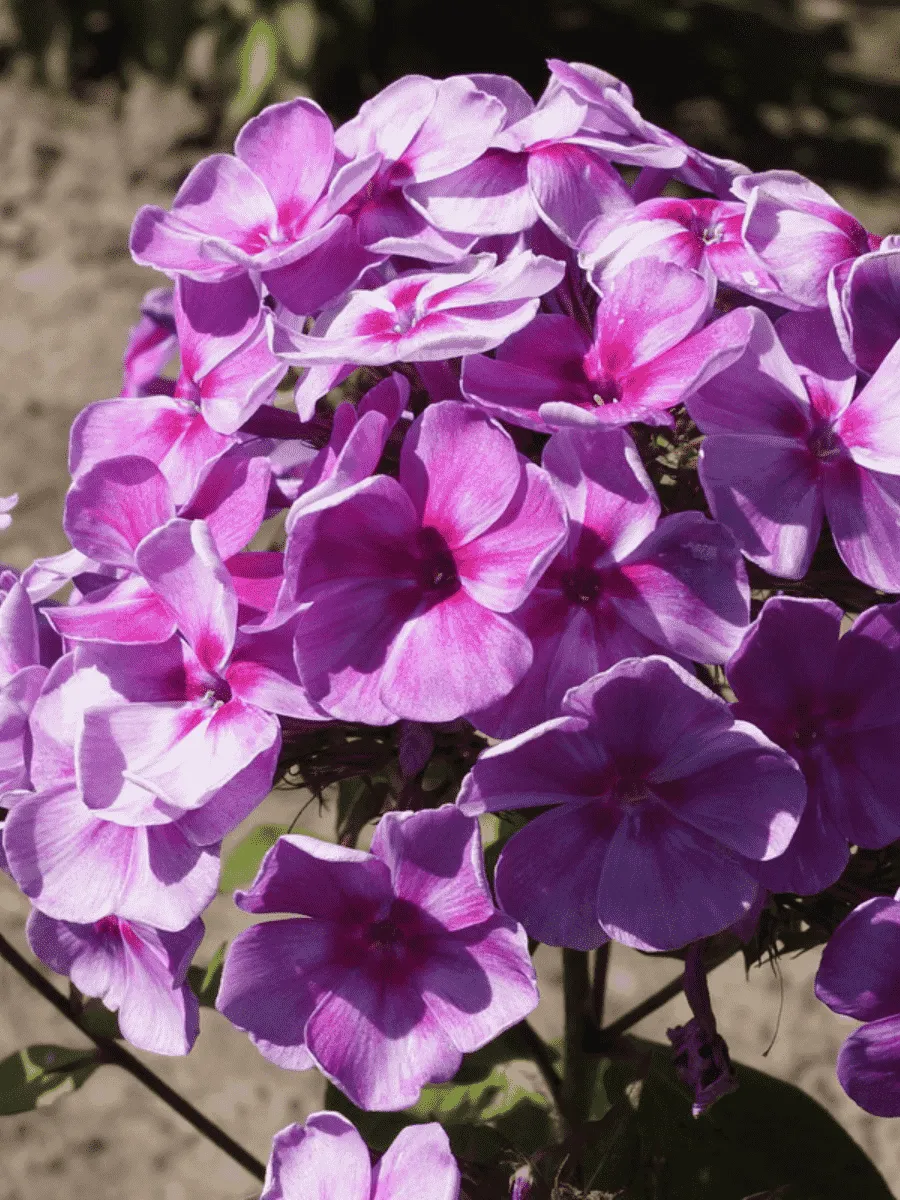 Флокс метельчатый Зарядье