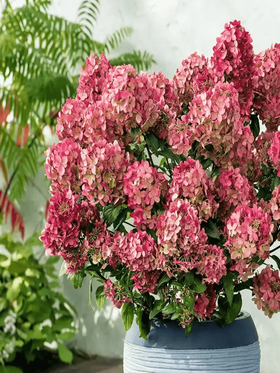 Гортензия метельчатая Petite Star