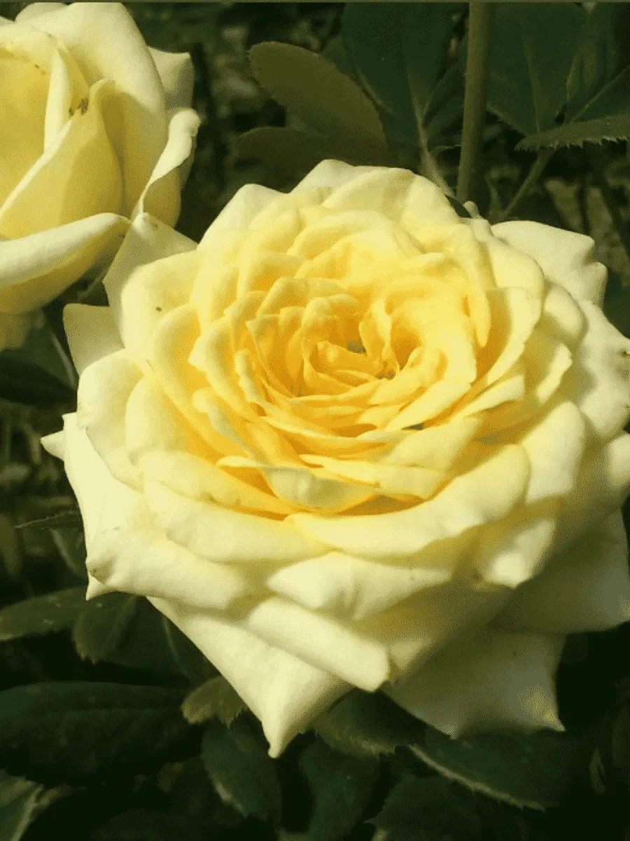 Роза чайно-гибридная Kronos