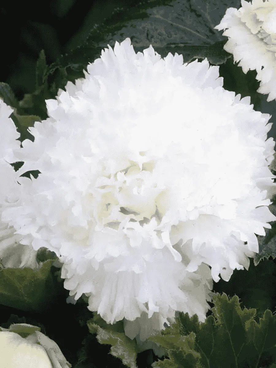 Бегония Fimbriata White Бегония Fimbriata White