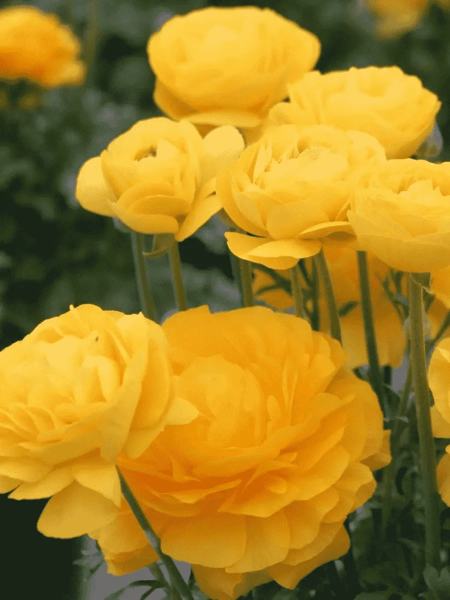 Лютик Азиатский  Yellow Лютик Азиатский  Yellow