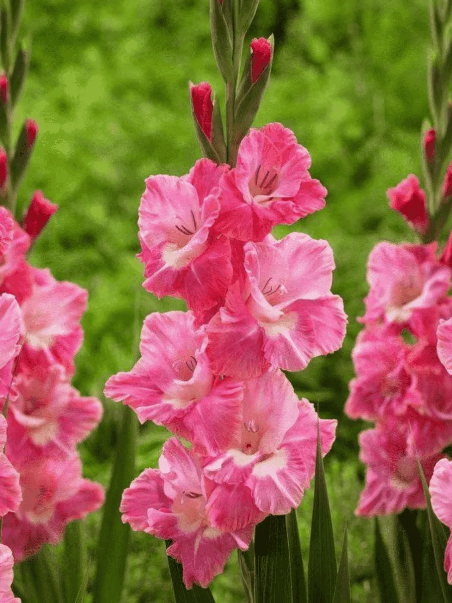 Гладиолус Sylvanna