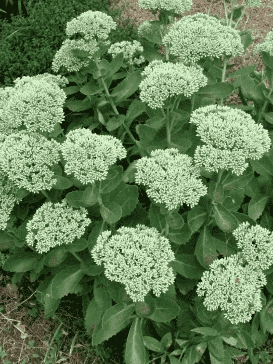 Очиток телефиум Iceberg