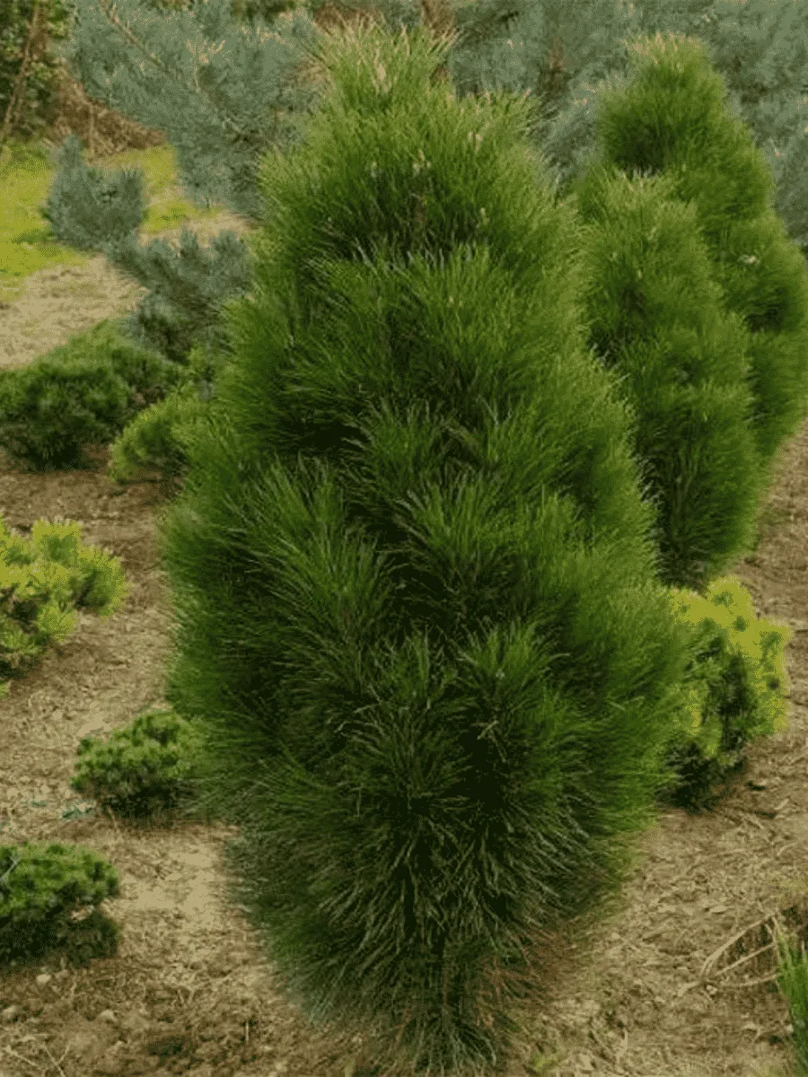 Сосна чёрная Pyramidalis Сосна чёрная Pyramidalis