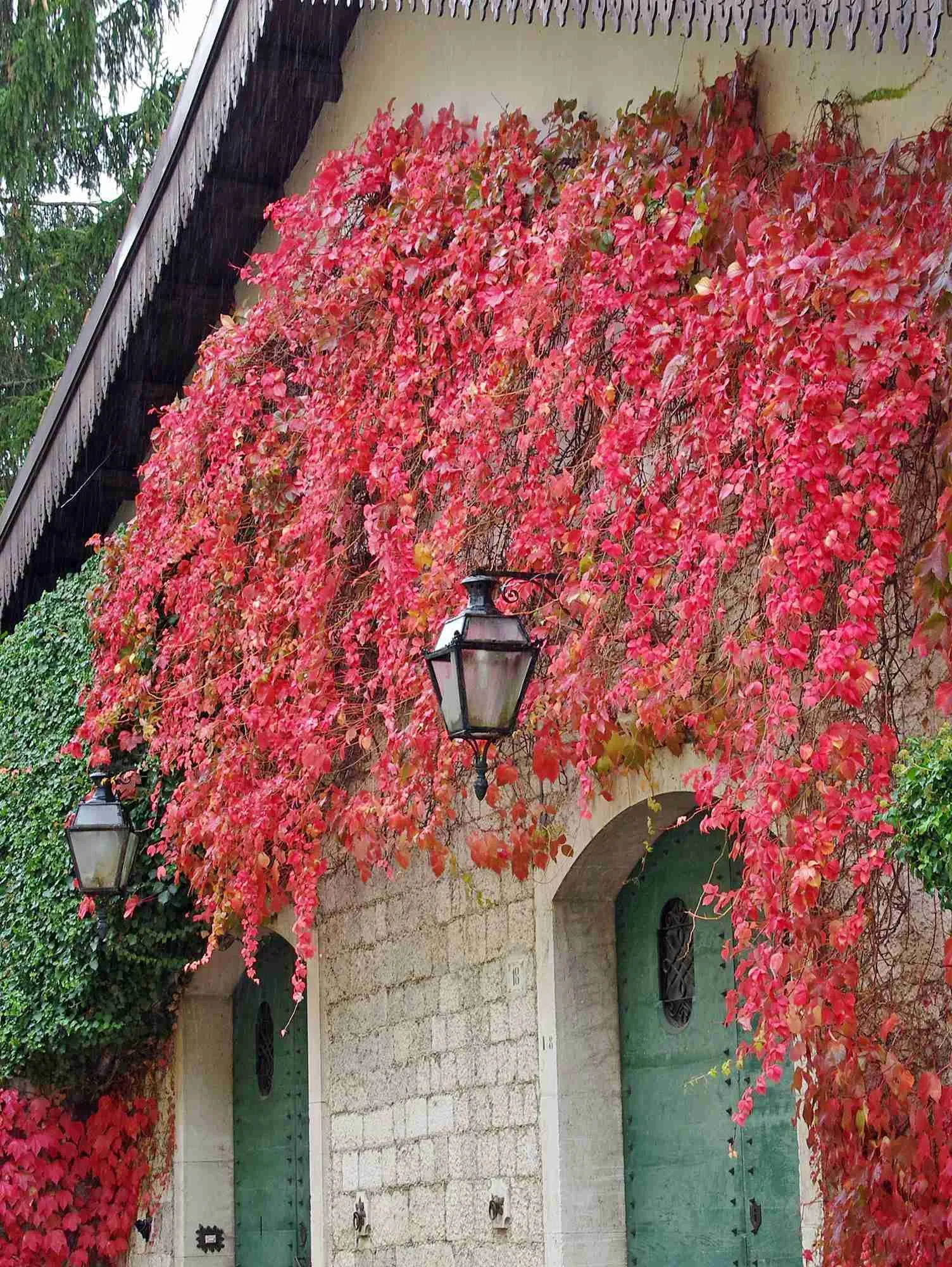 Виноград декоративный