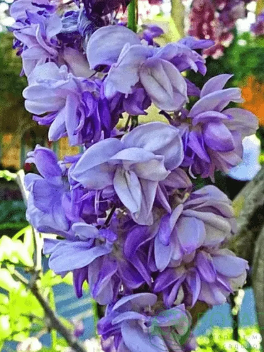 Глициния обильноцветущая Violacea Plena Глициния обильноцветущая Violacea Plena
