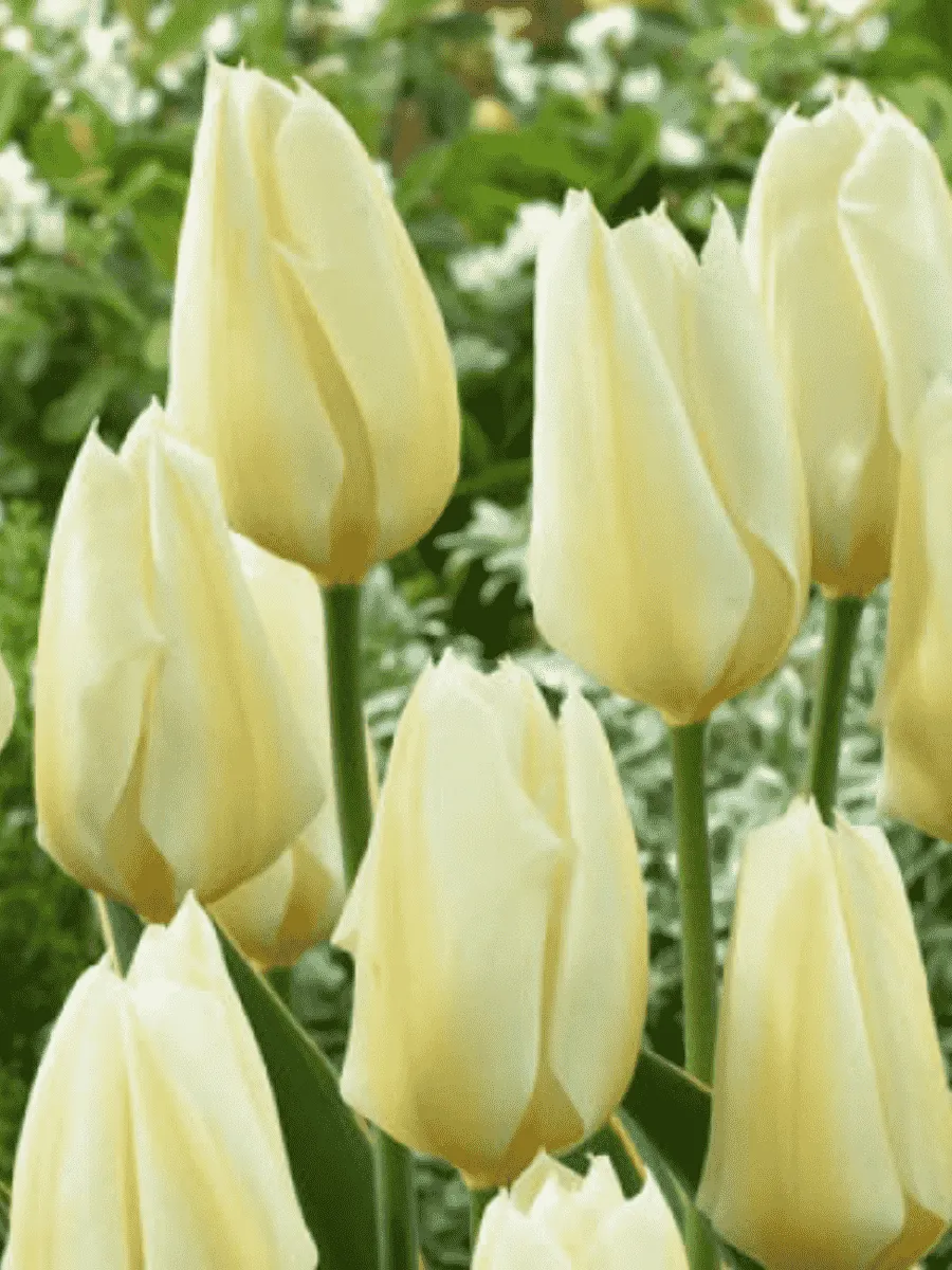 Тюльпан пестролистный Purissima Design