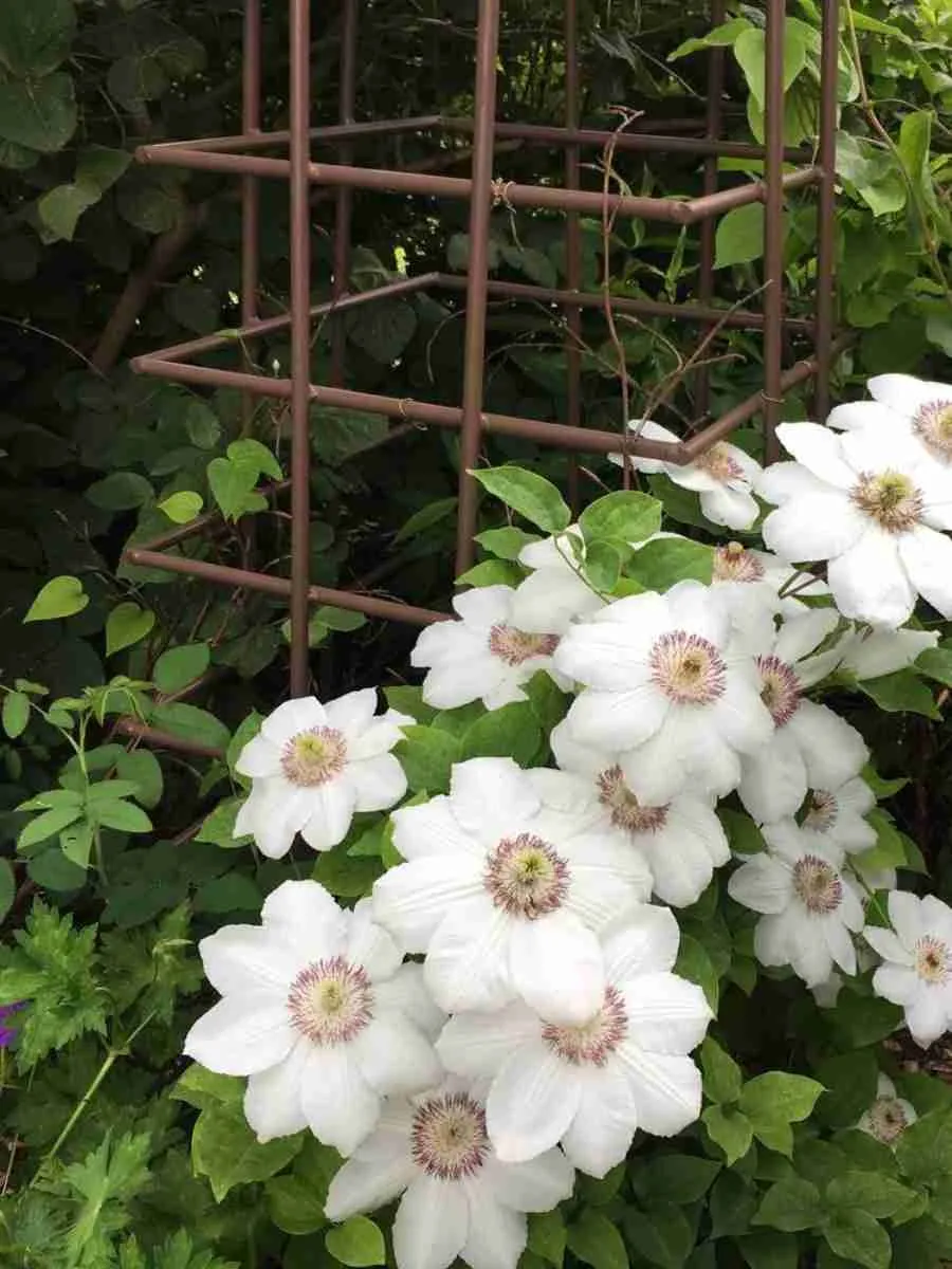 Клематис гибридный Królowa Jadwiga