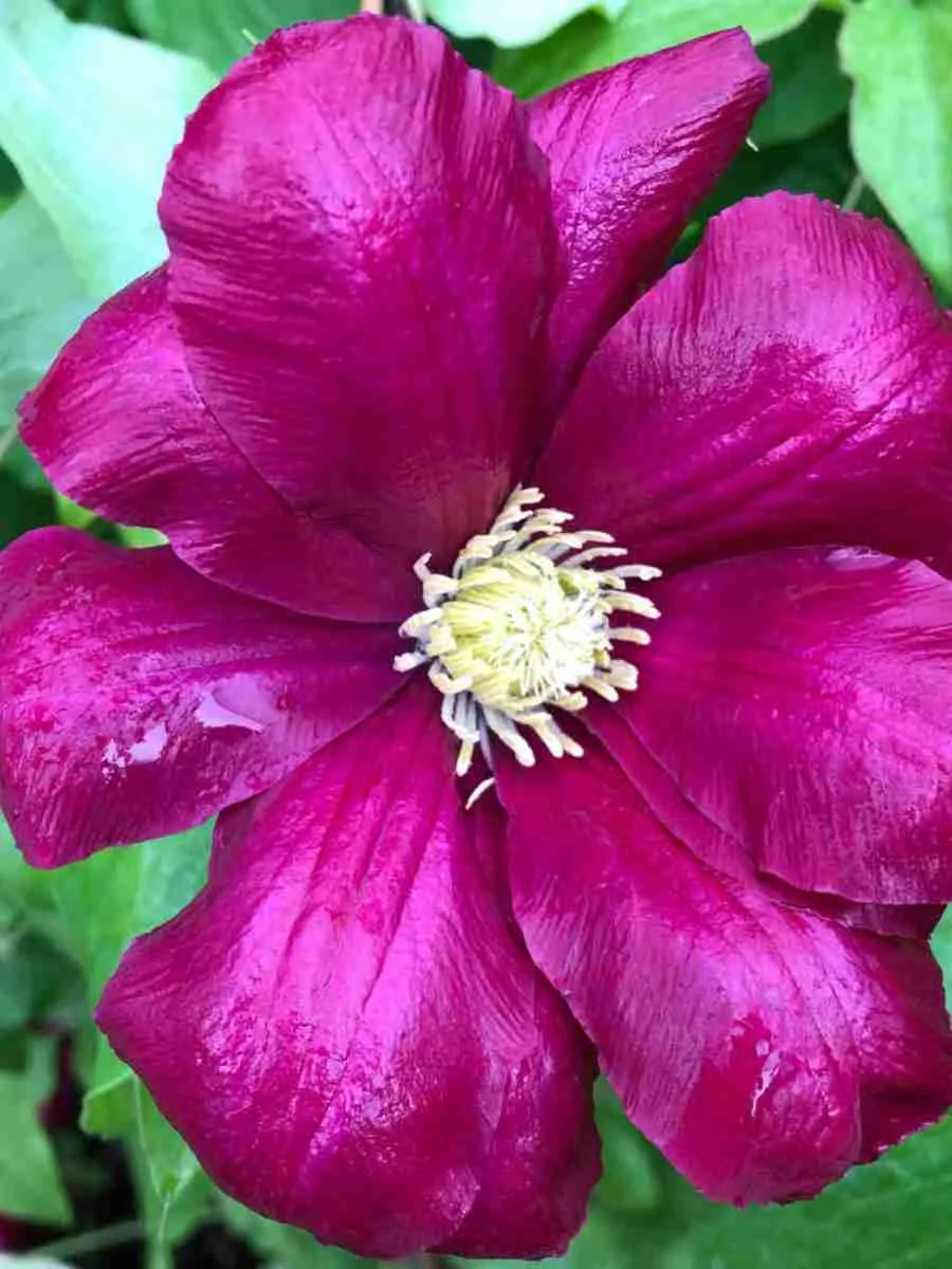 Клематис гибридный Hoshi no Flamenco