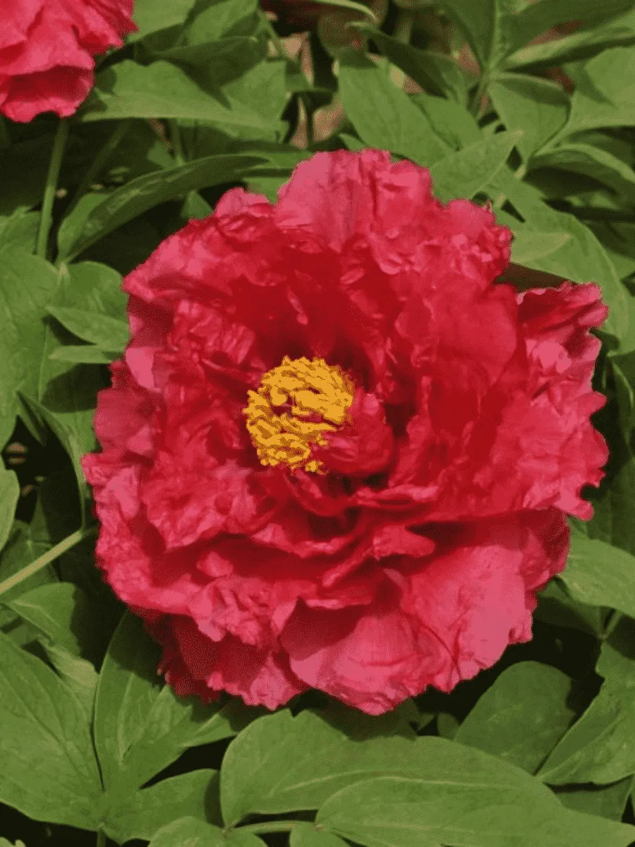 Пион древовидный Shin-jitsugetu