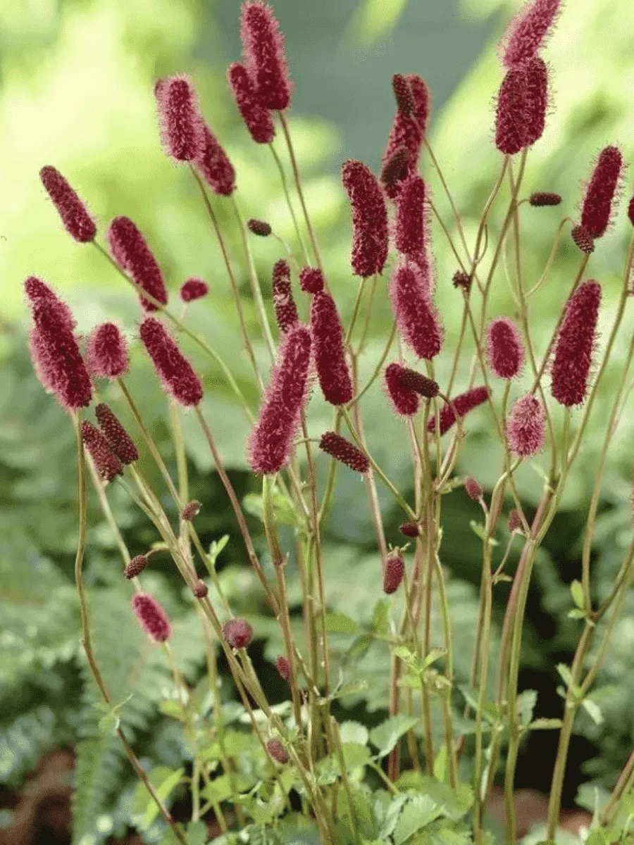 Кровохлебка Мензиса