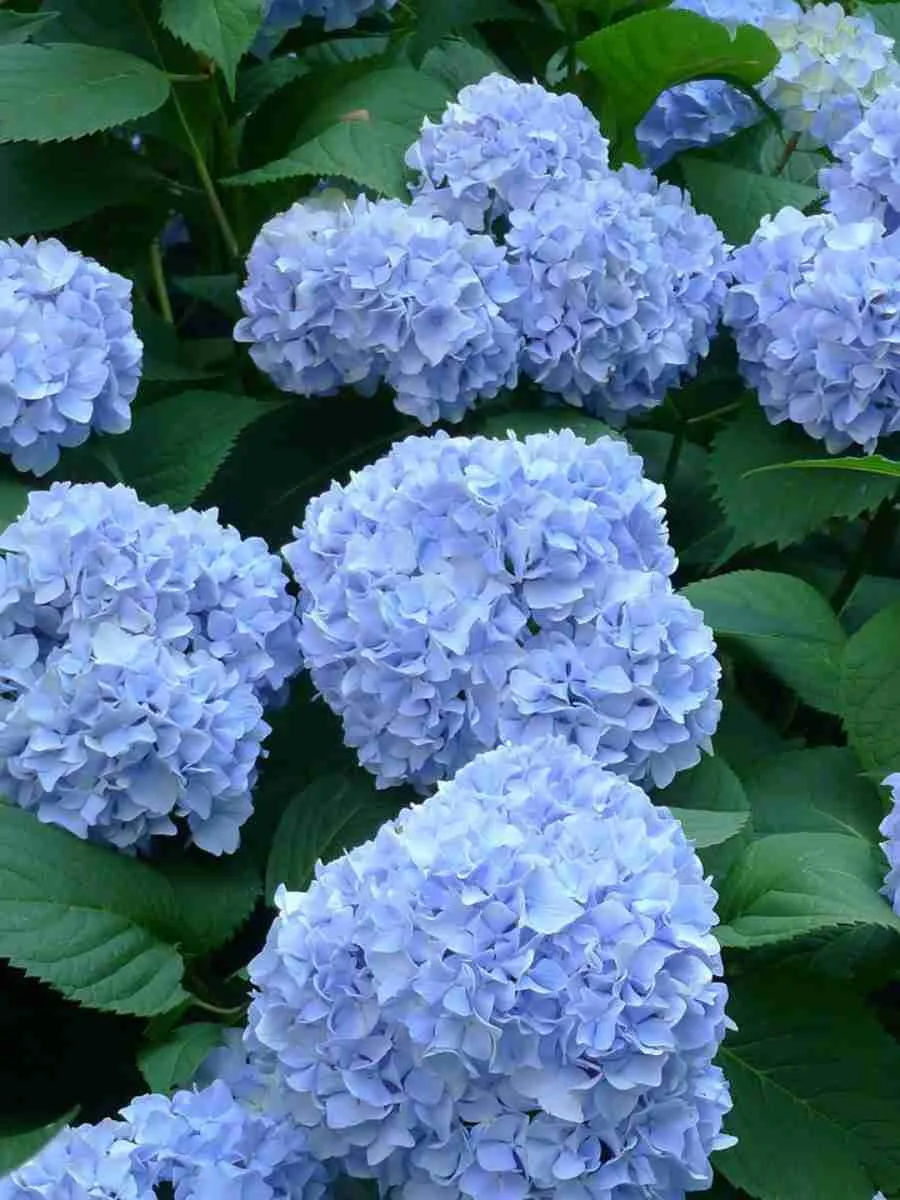 Гортензия крупнолистная Nikko Blue