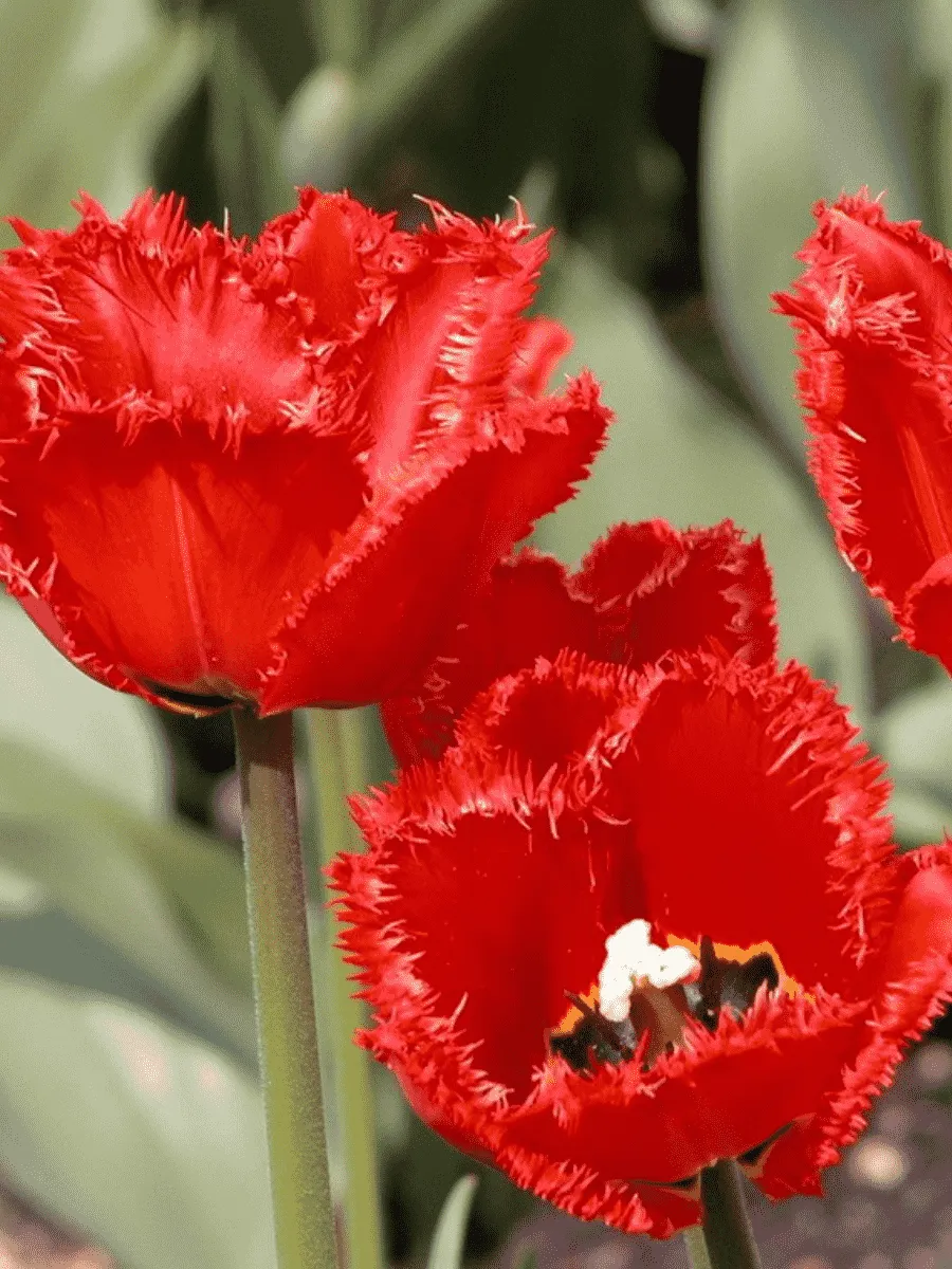 Тюльпан бахромчатый Crystal Beauty