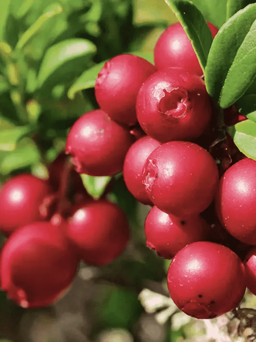 Брусника обыкновенная Red Pearl Брусника обыкновенная Red Pearl