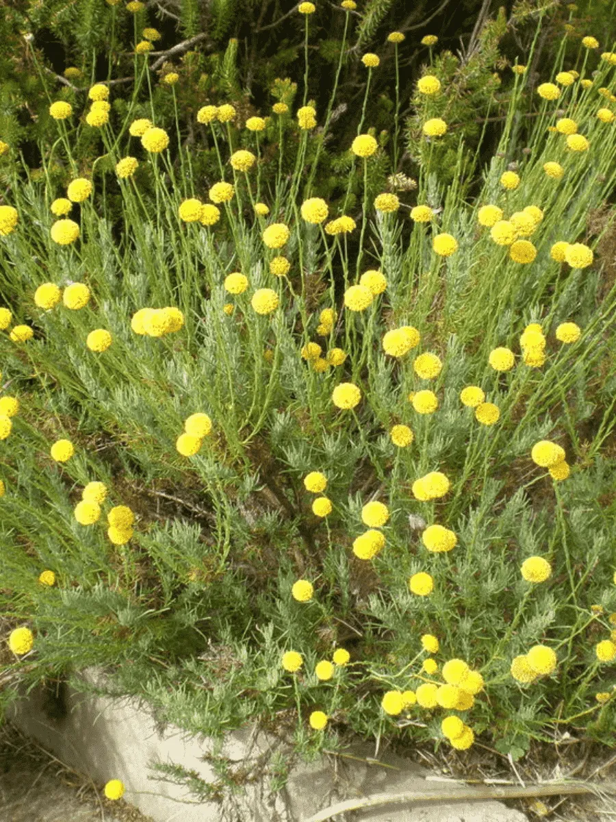 Сантолина Rosmarinifolia Сантолина Rosmarinifolia