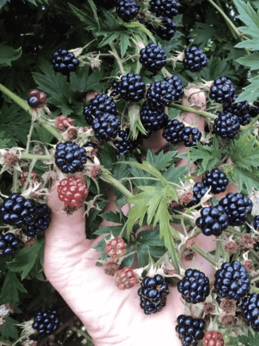 Ежевика садовая Орегон Торнлесс Ежевика садовая Орегон Торнлесс