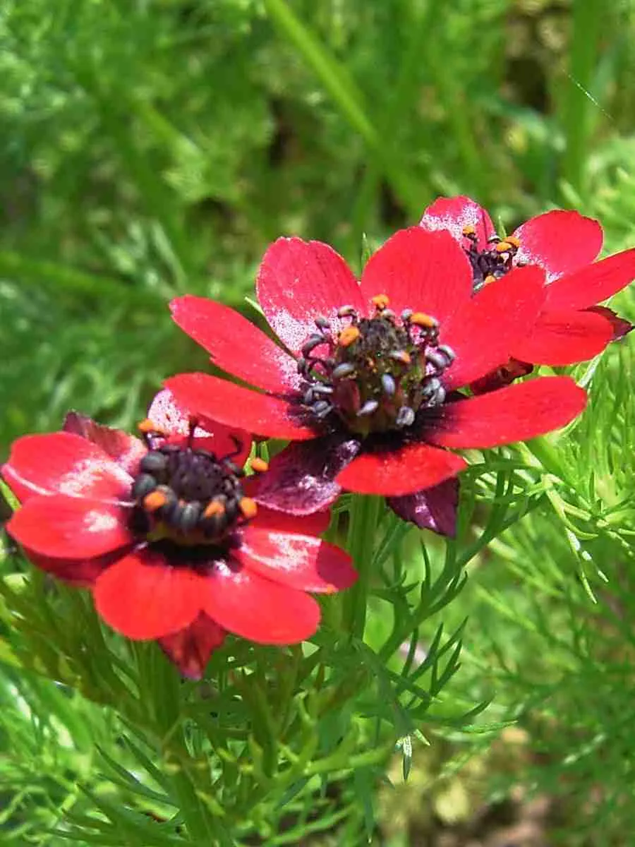 Адонис Адонис