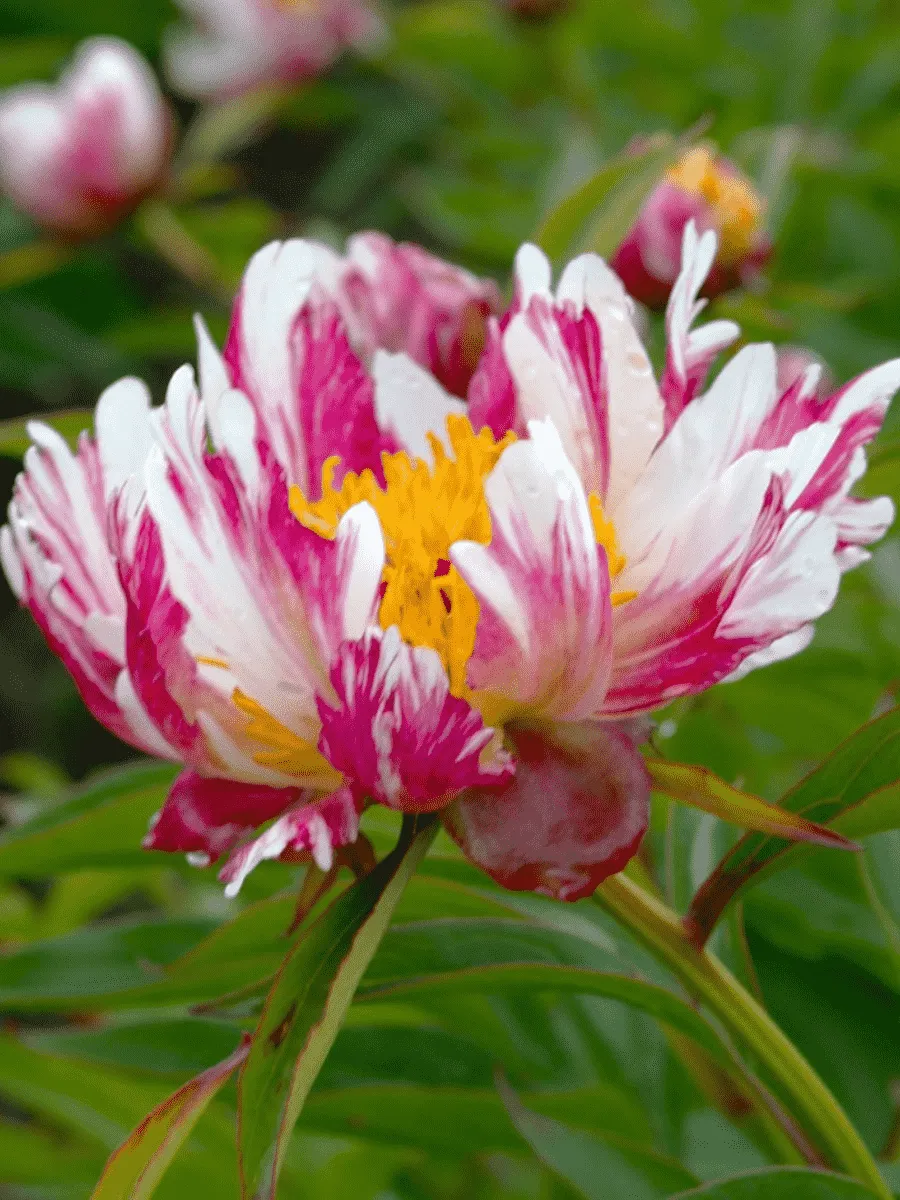 Пион Молочноцветковый Twitterpated