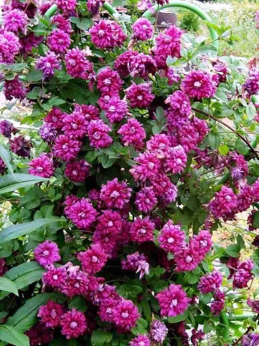 Клематис гибридный Purpurea Plena Elegans Клематис гибридный Purpurea Plena Elegans