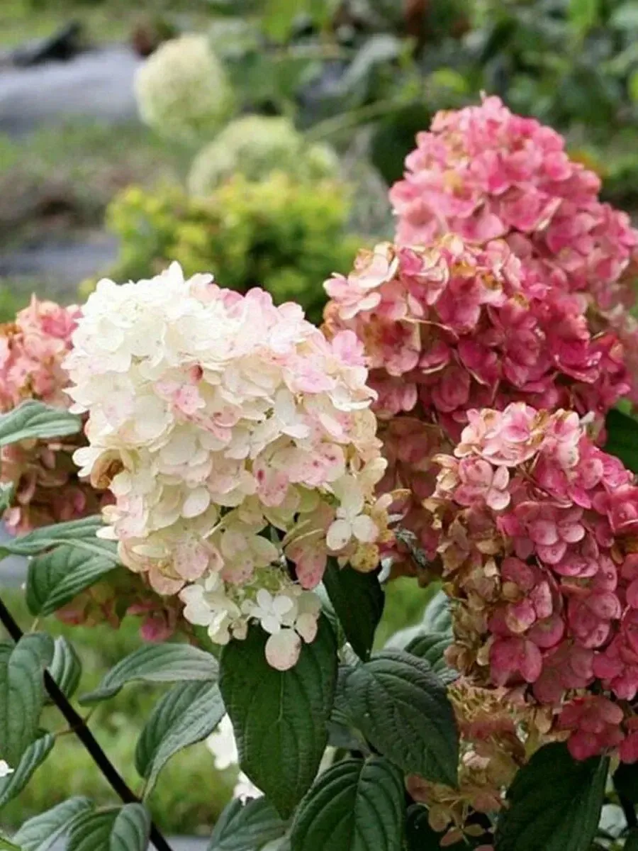 Гортензия метельчатая FireLight