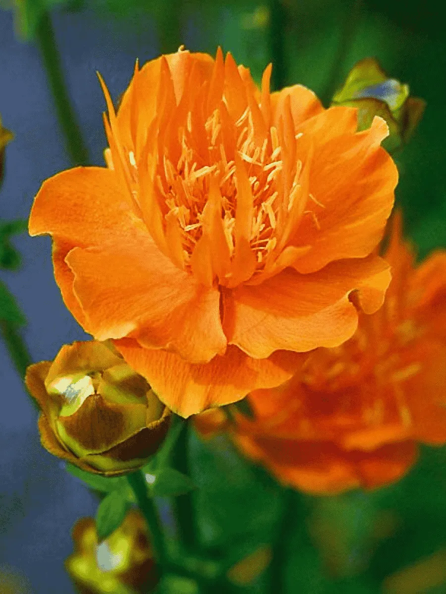 Купальница европейская Orange Princess Купальница европейская Orange Princess