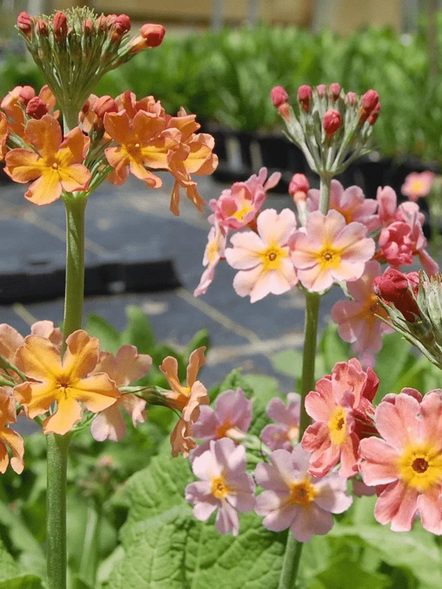 Примула Буллесиана Mix