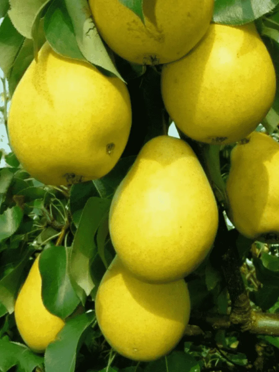 Груша Чижовская Груша Чижовская