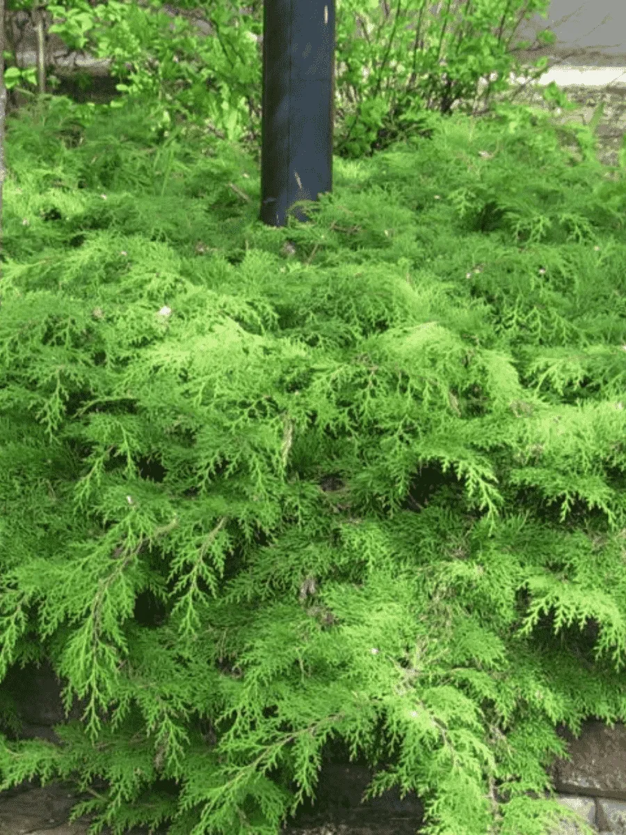 Микробиота перекрестнопарная Green Carpet Микробиота перекрестнопарная Green Carpet