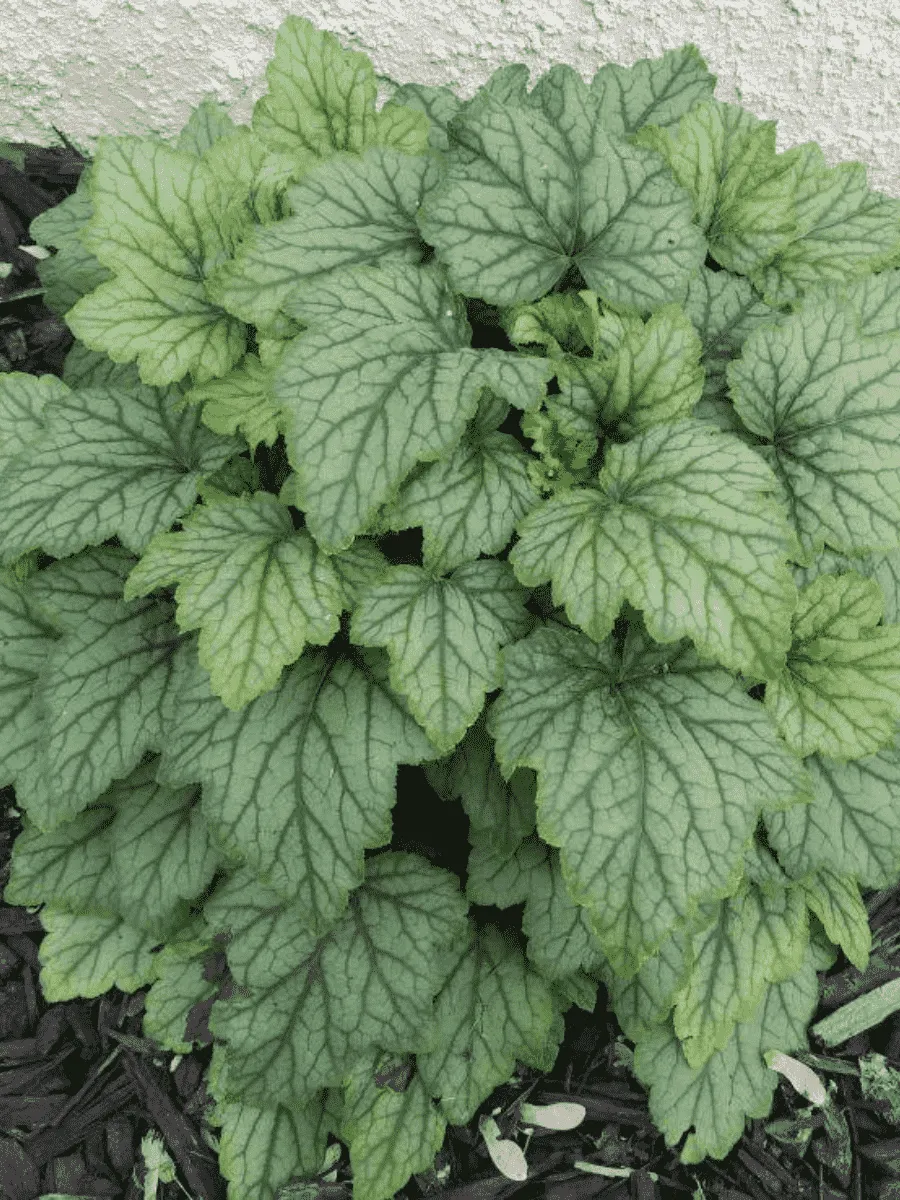 Гейхерелла Blue Ridge