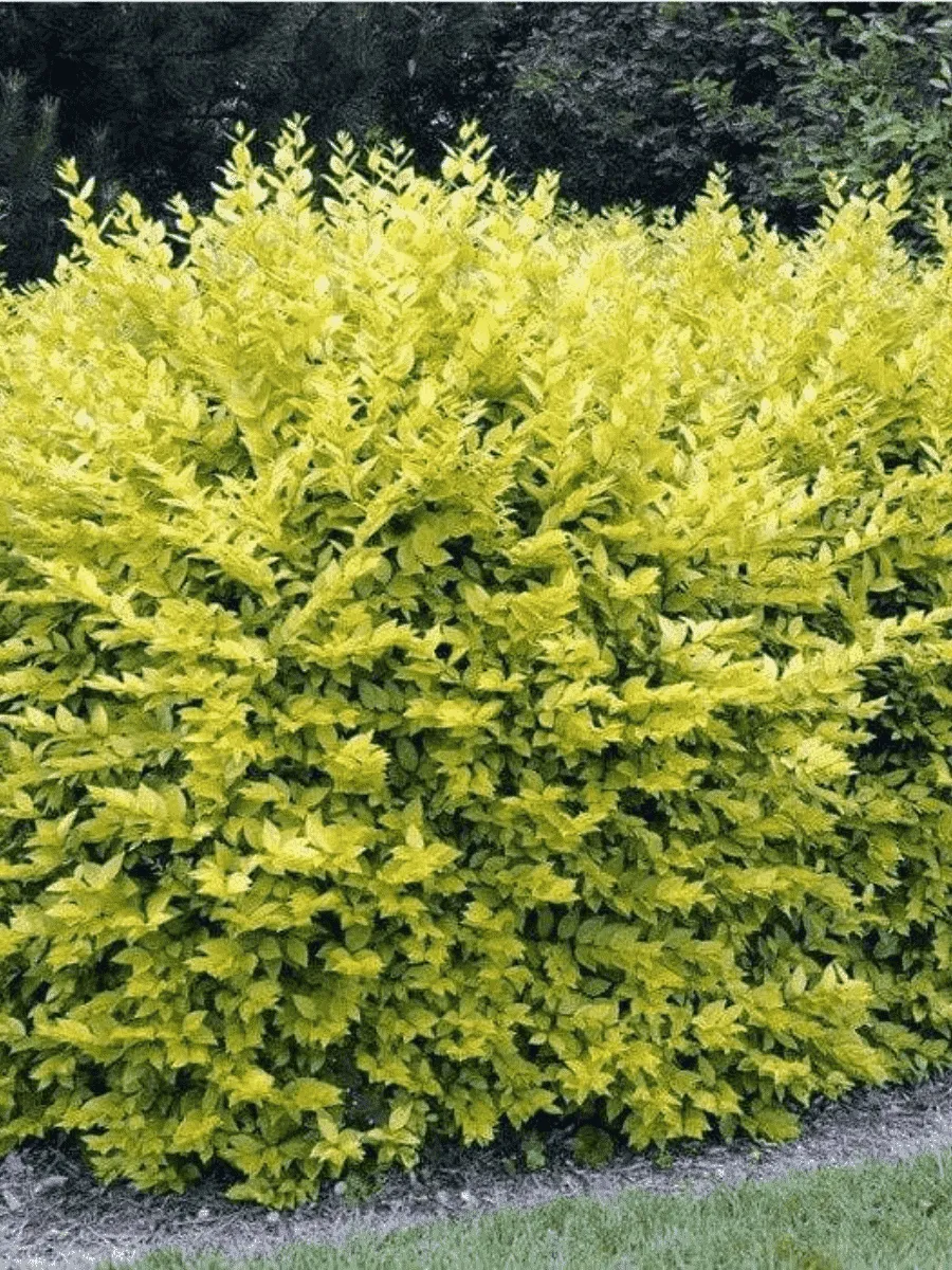 Бирючина овальнолистная Aureum Бирючина овальнолистная Aureum