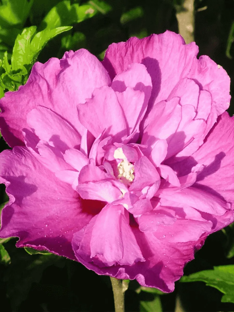 Гибискус сирийский Purple Ruffles