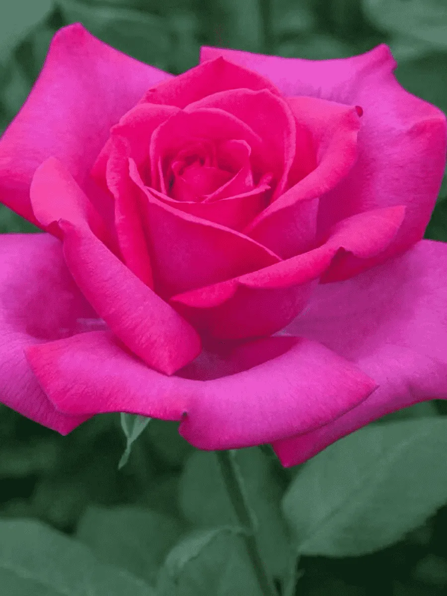 Роза Чайно-гибридная Velasquez