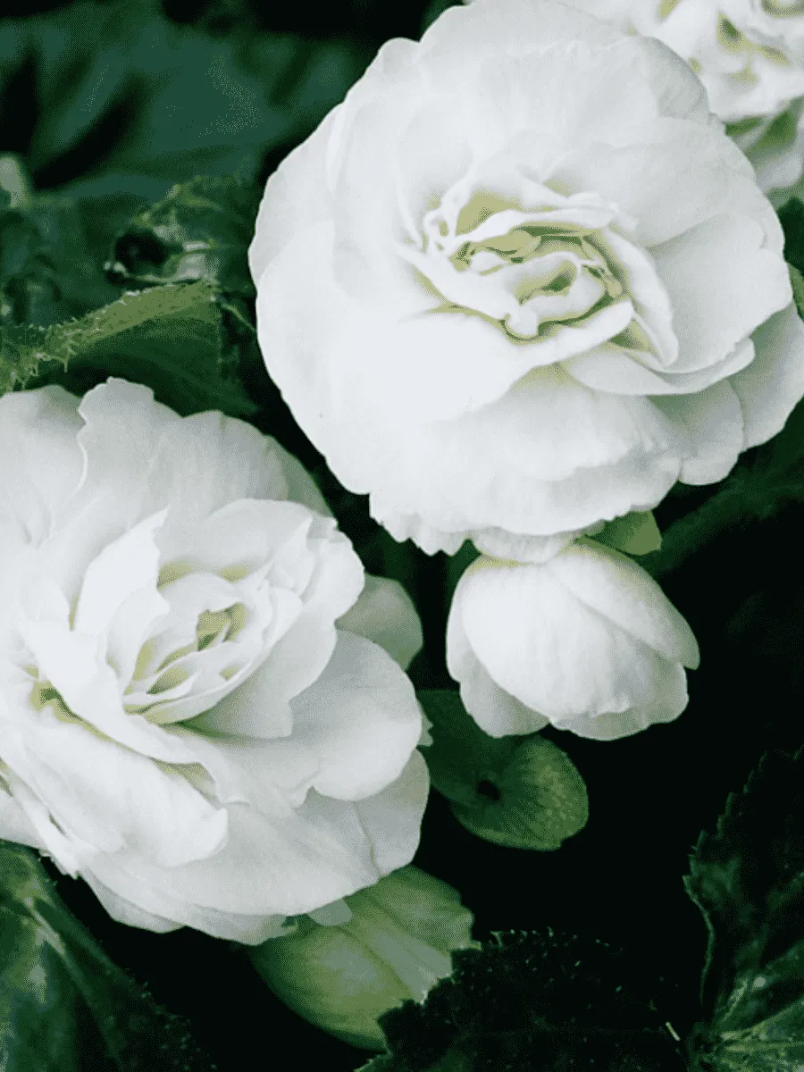 Бегония White Бегония White