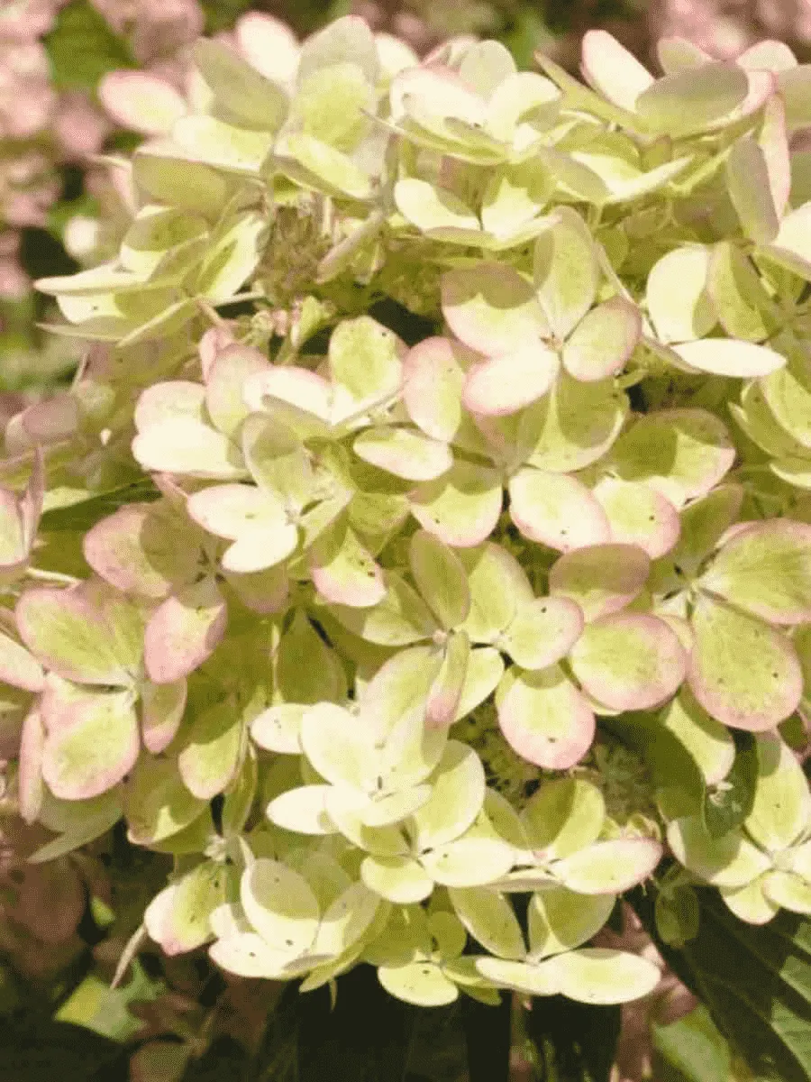 Гортензия метельчатая Pastel Green ТОЛЬКО САМОВЫВОЗ Гортензия метельчатая Pastel Green ТОЛЬКО САМОВЫВОЗ