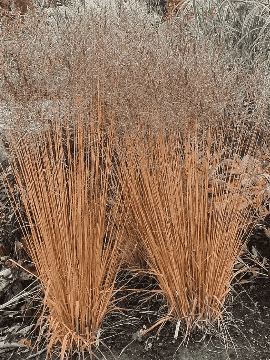 Молиния тростниковая Witches broom