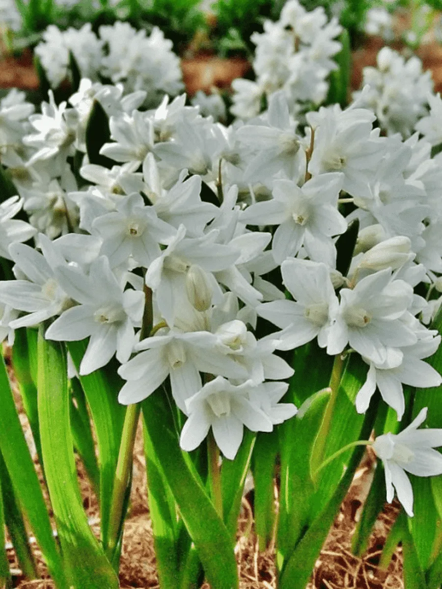 Пушкиния Libanotica Alba Пушкиния Libanotica Alba