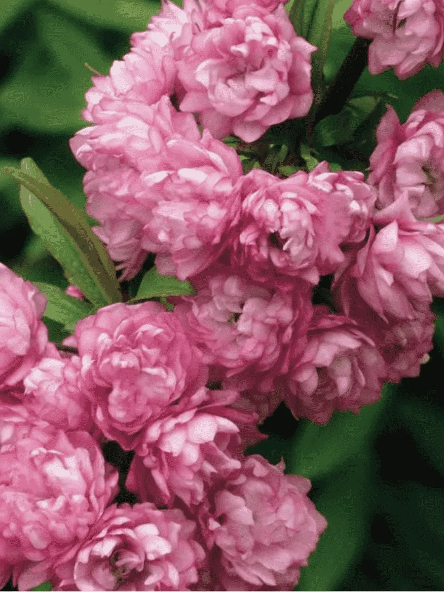Вишня железистая Rosea Plena Вишня железистая Rosea Plena