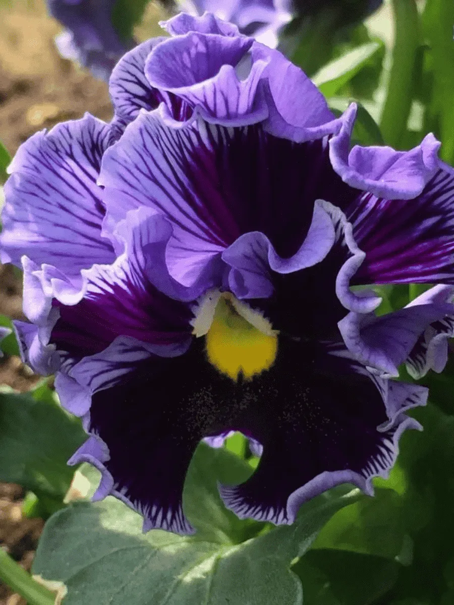 Виола RUFFLES Purple